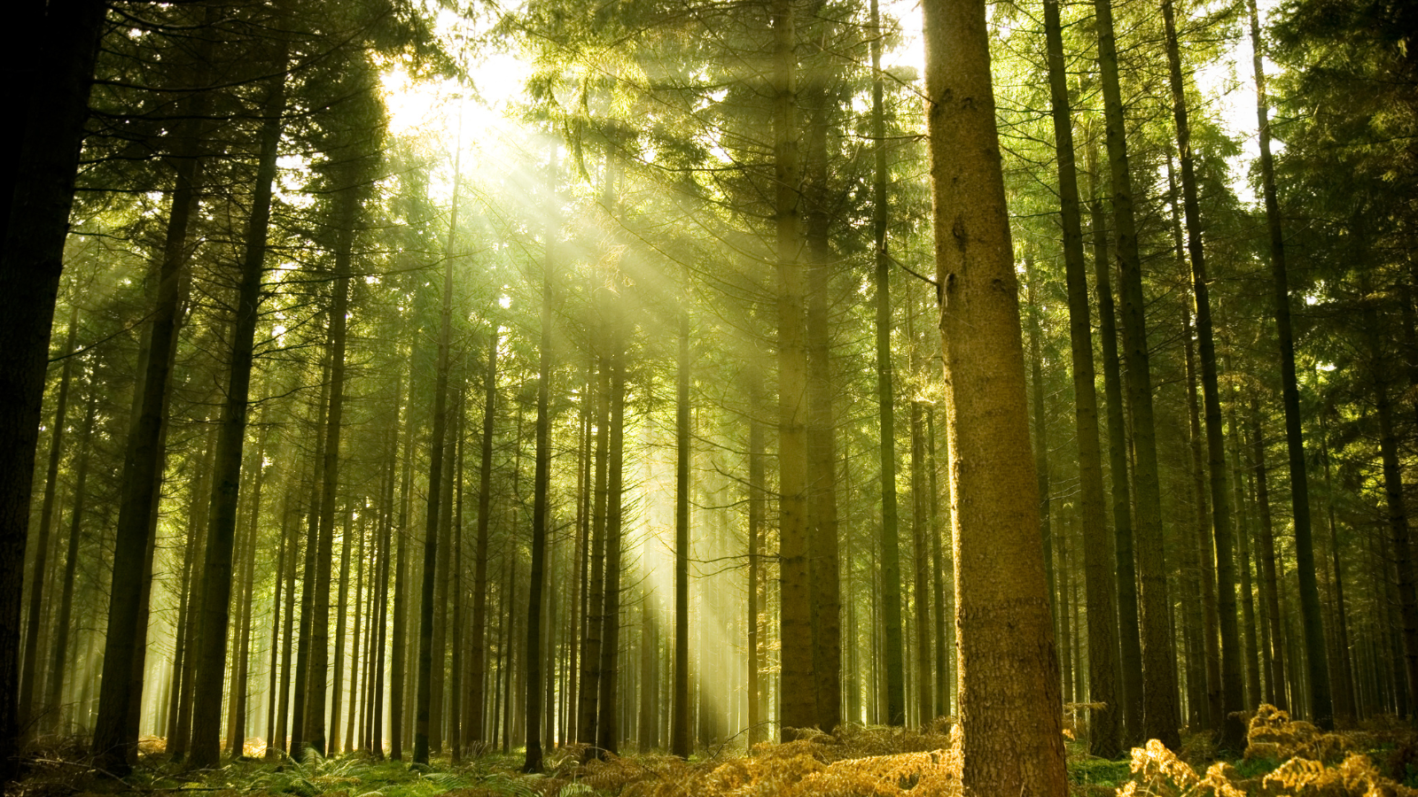 Foreste